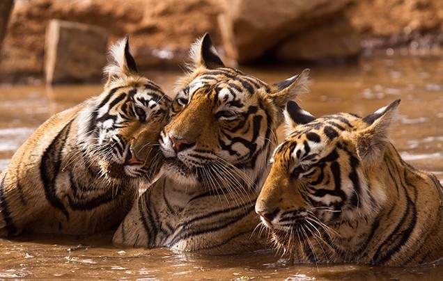 Day 6: Tigers of Ranthambore