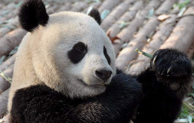 Day 16: Chengdu Panda Reserve