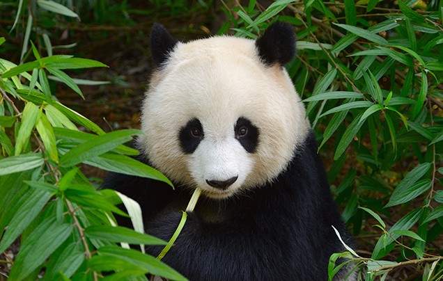 Day 9: Chengdu Panda Reserve