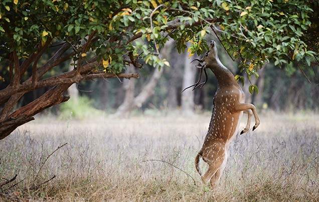 Days 16-17: Ranthambore