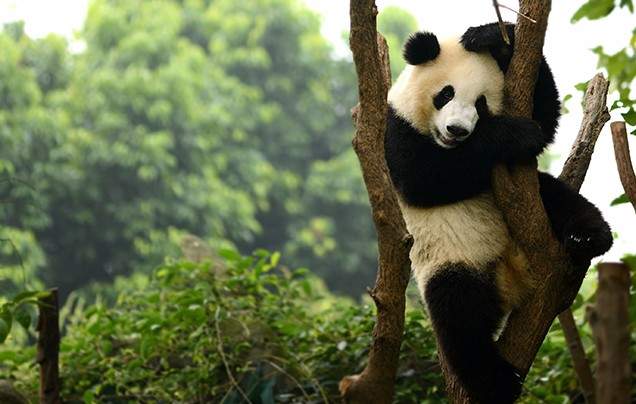 Day 11: Chengdu Panda Reserve