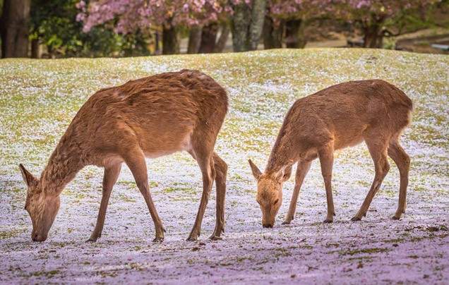 Day 10: Discover Nara