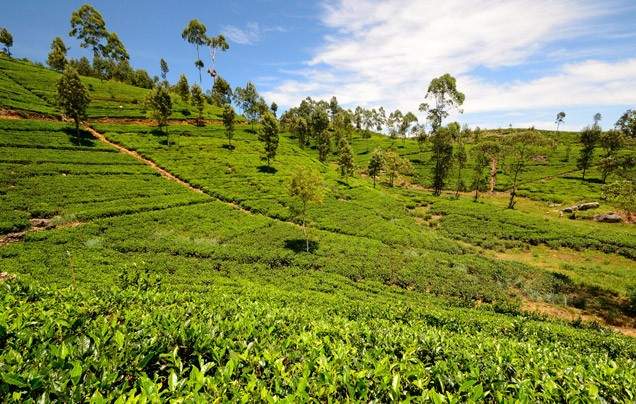 Day 9: Christmas Day - Nuwara Eliya
