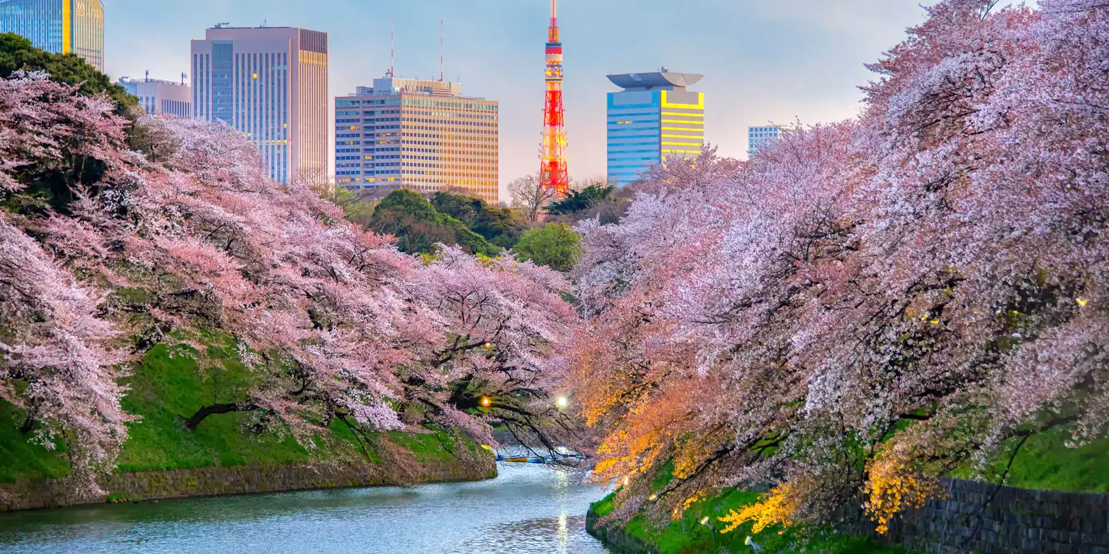 Japan Cherry Blossom