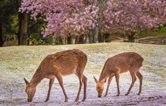 Day 7: Osaka & Nara Day Trip