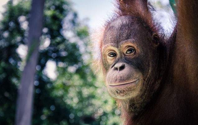 Day 12: Sepilok and the Sun Bear Centre