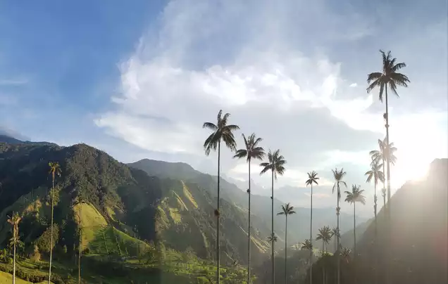 DAY 4: Valle Del Cocora