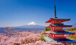 Cherry Blossom Festival