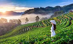 Partner Flies Free Fortnight