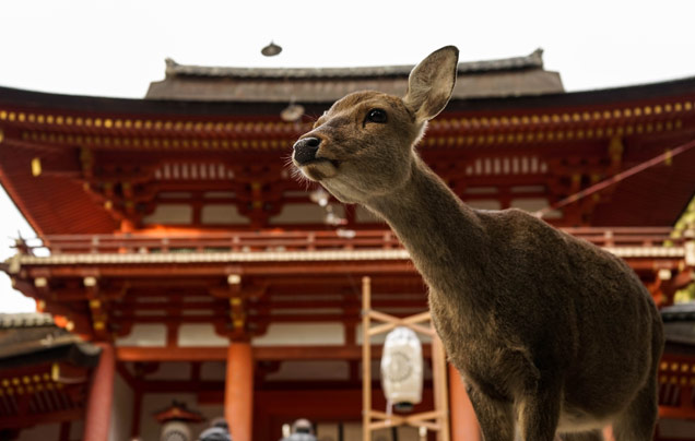 Day 3: Discover Nara