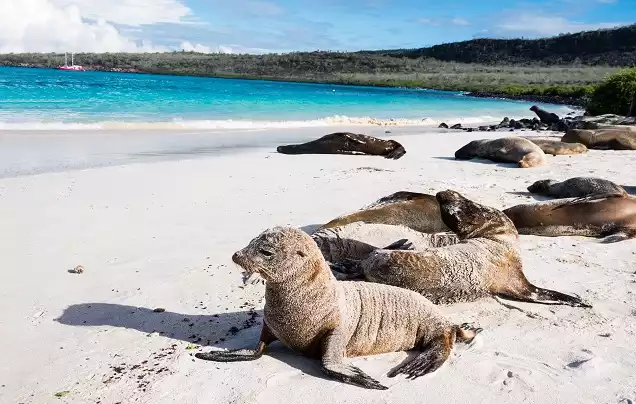 Day 4: South Plaza Island