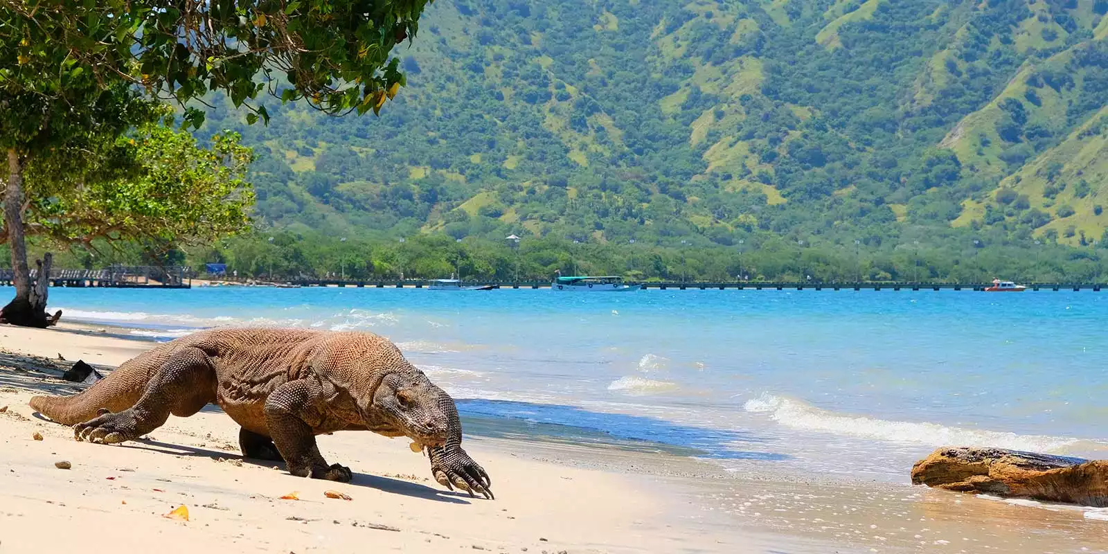 Komodo National Park