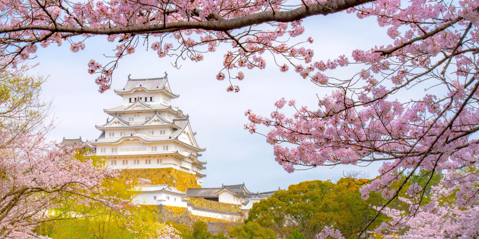 Japan Cherry Blossom Sale 2026