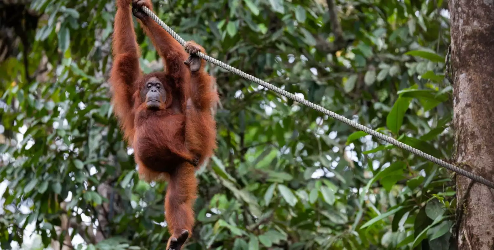 Semenggoh Nature Reserve Tours