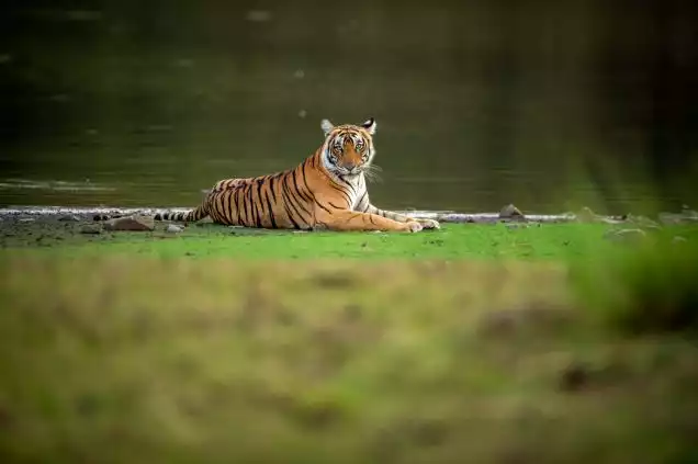 Day 11: Ranthambore National Park