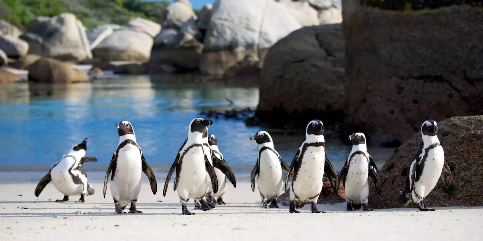 Cape Peninsular Holidays