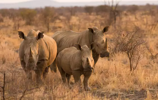 Day 3: Hwange Game Drive