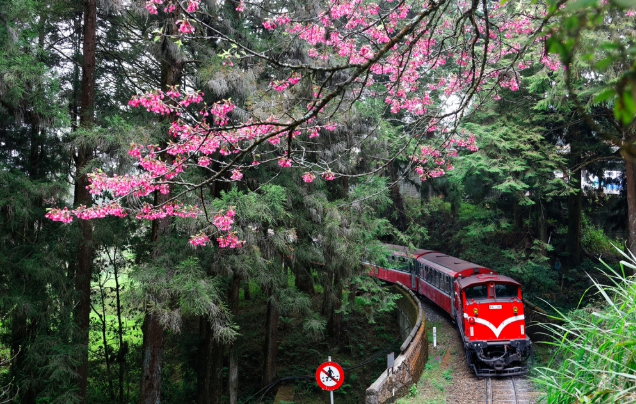 Day 6: Ride the Forest Train