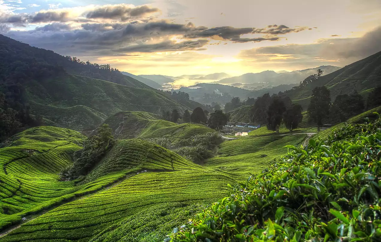 Day 7: Kuala Lumpur – Indigenous Village – Cameron Highlands