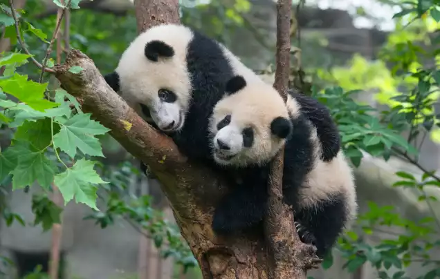 Day 9: Explore Chengdu