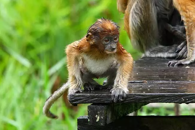 This state-run orangutan sanctuary has been &lsquo;re-wilding&rsquo; baby orangutans since 1964. Hear all about it on a visit to the centre&rsquo;s nursery, where you&rsquo;ll see the babies learning crucial life skills, before taking a walk in the forests where the released orangutans now live independently.