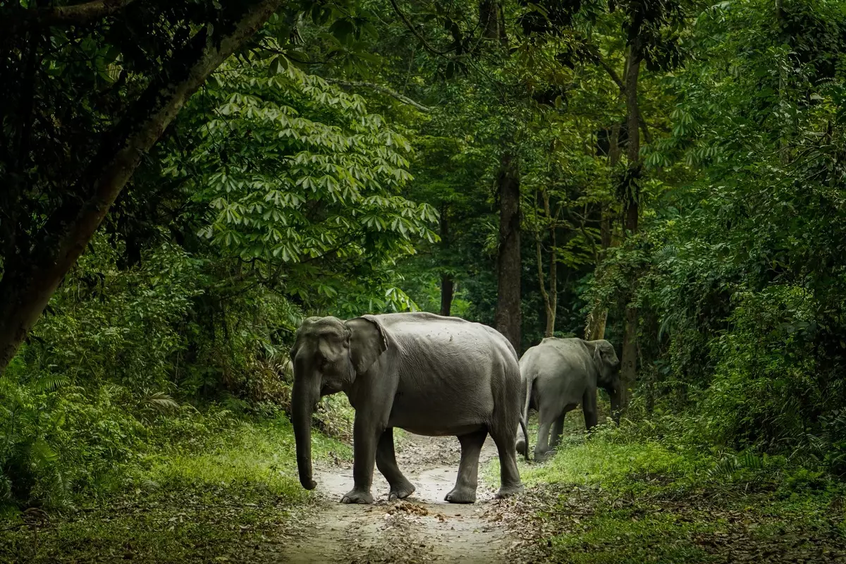 Kaziranga National Park 