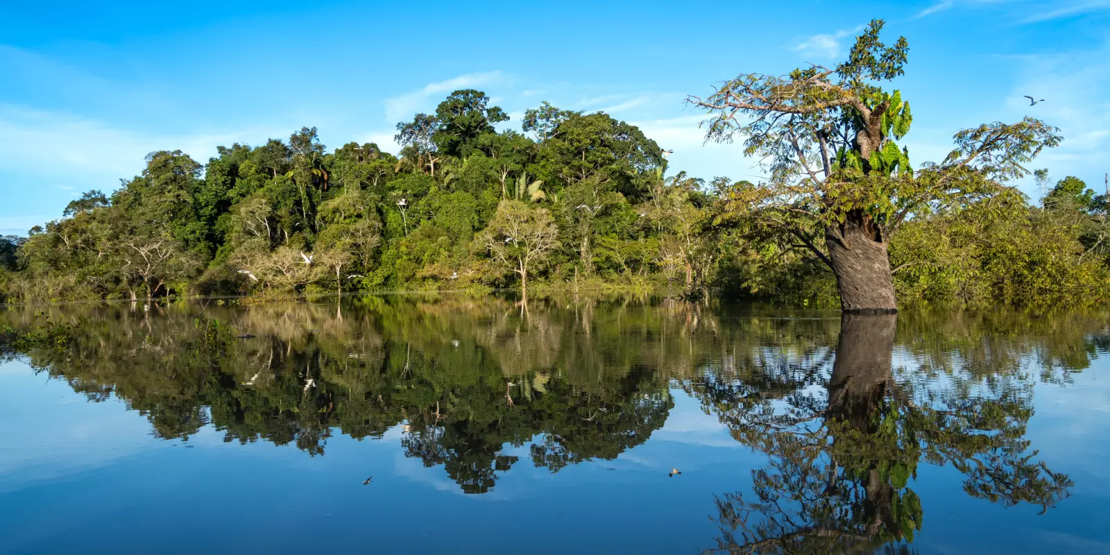 Ecuador & Amazon Explorer