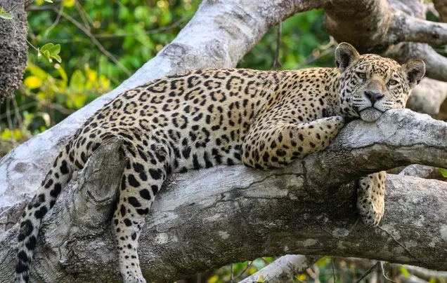 Days 8: Explore the Pantanal