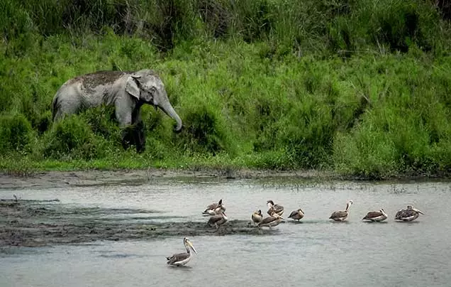 Day 13: New Year's Eve - Wildlife Spotting