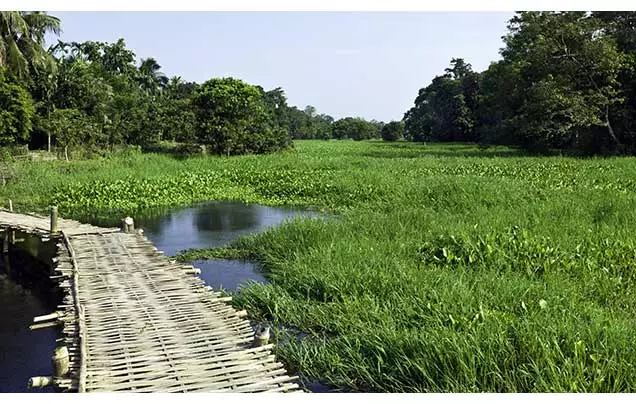 Day 15: Majuli Island