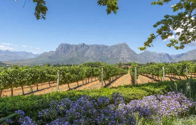 Day 18: Explore the Cape Winelands