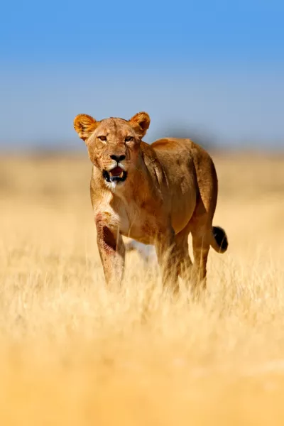 Christmas in South Africa