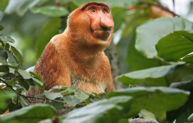 Day 11 Kota Kinabalu & Mangrove River Cruise