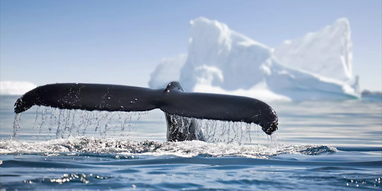 Best Time to Visit Antarctica