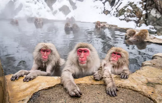 Day 5: Snow Monkeys