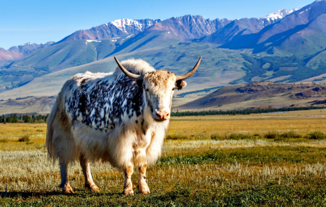 Day 16: Return to Lhasa