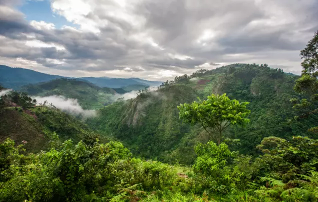 Day 2: Fly to Bwindi Impenetrable forest