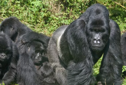 Rwanda Gorilla Trekking