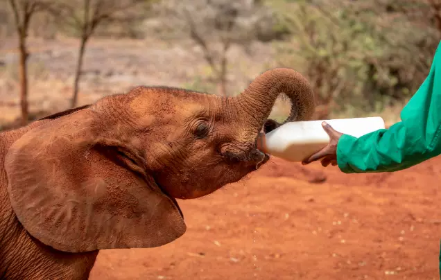 Day 12: Travel to Nairobi