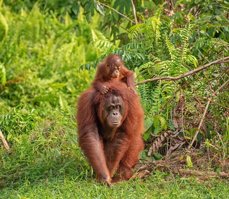 Orangutan Conservation