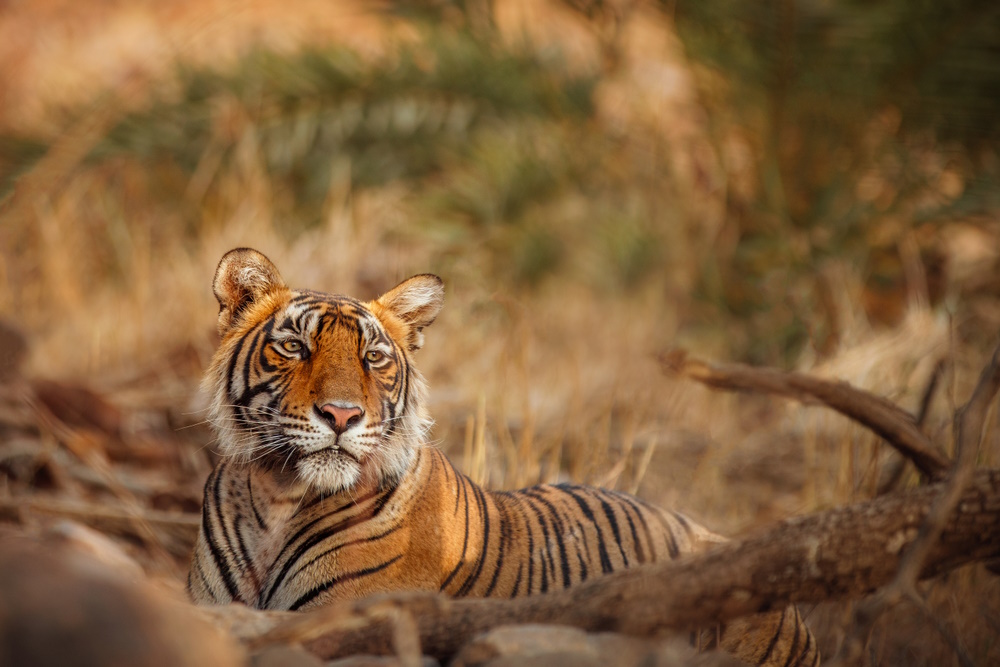 How to See Bengal Tigers With Wendy Wu Tours