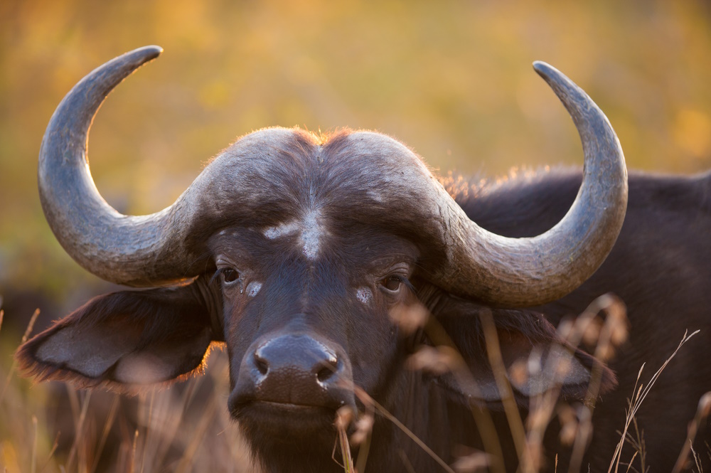Cape Buffalo