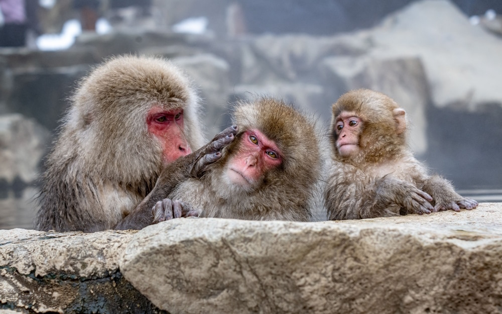 Snow Monkeys in Japanese Culture
