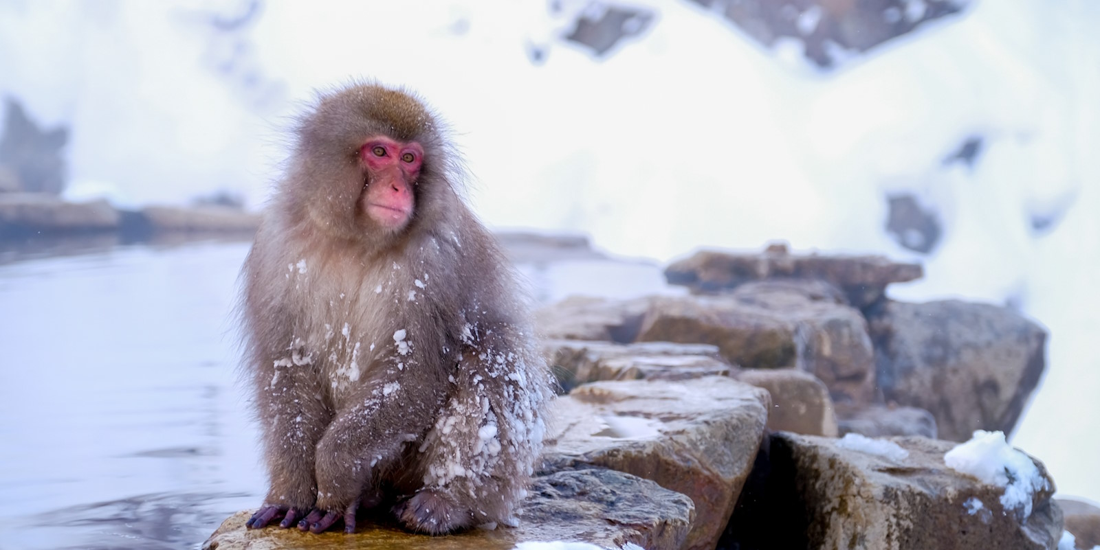 Snow Monkey Tours