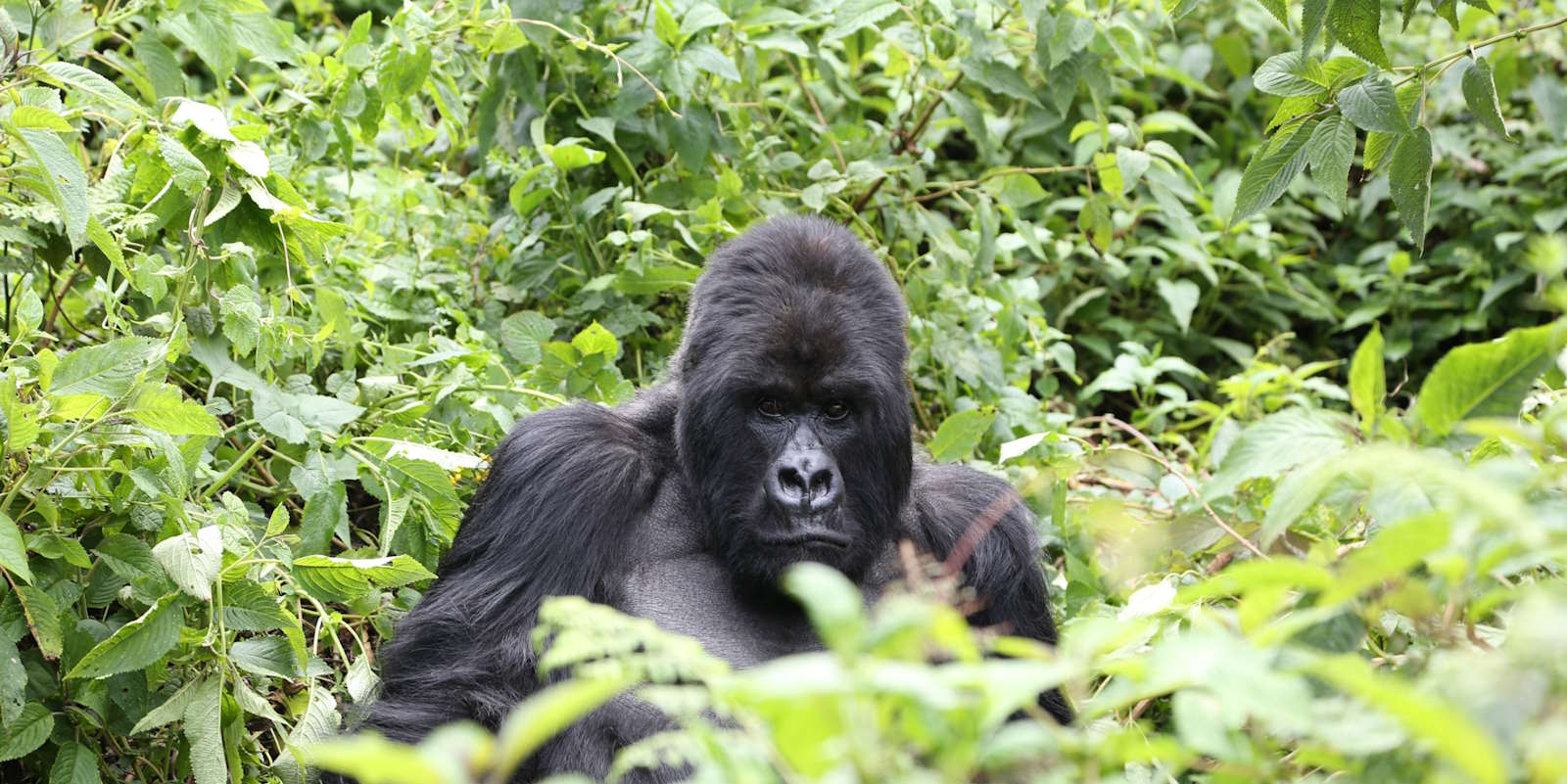 Africa Wildlife Tours