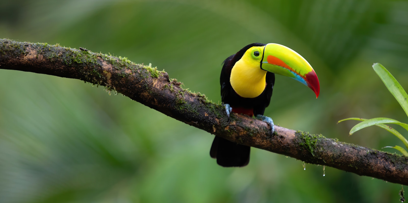 Latin America & Antarctica Wildlife Tours
