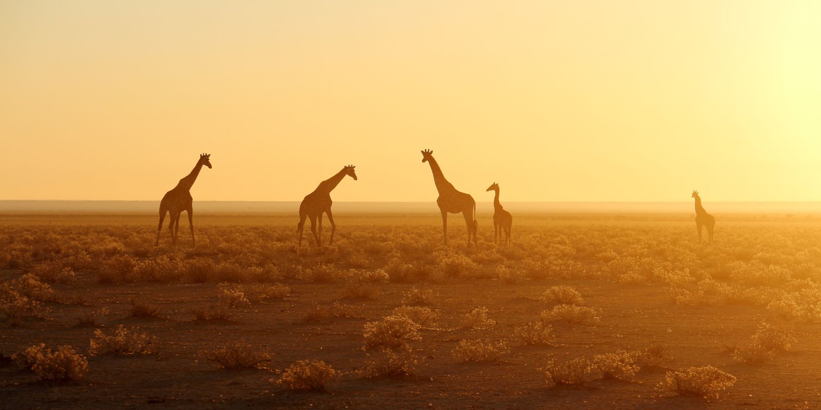 Africa Travel Advice