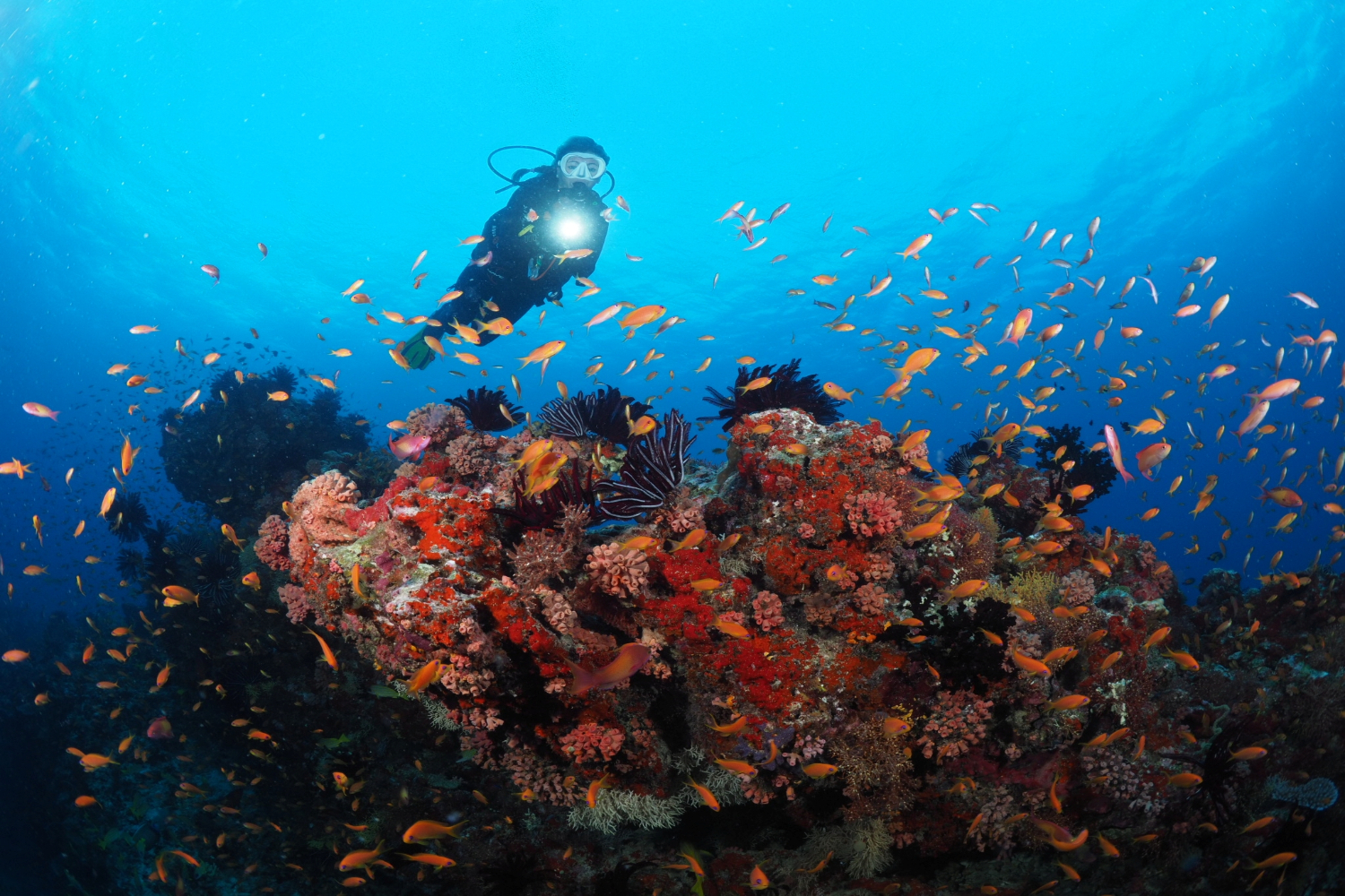 Scuba Diving