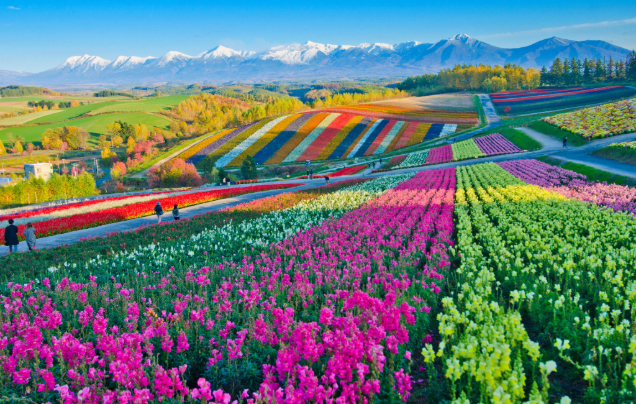 Day 5: Furano Flower Fields, Winery and Blue Pond