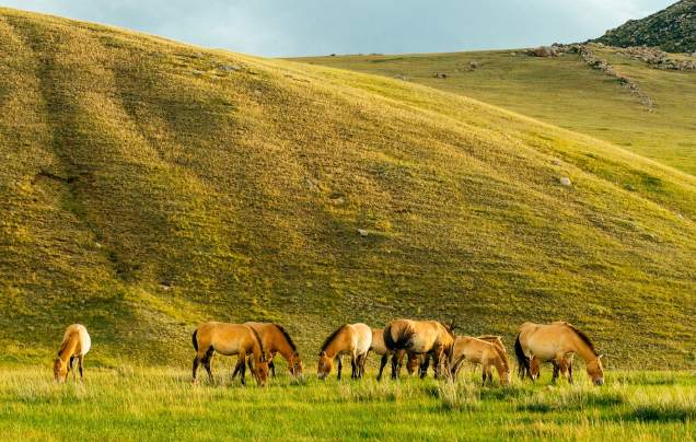 Day 12: Khustai National Park